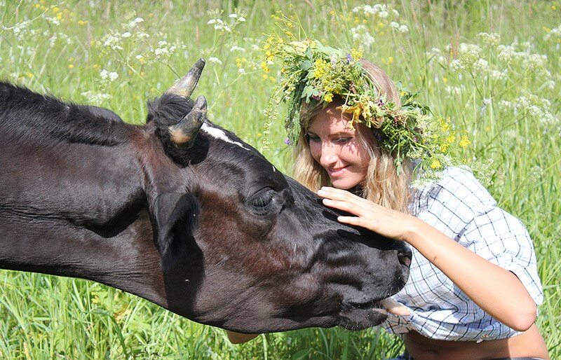 До Чого Сниться Корова Жінці: тлумачення сну та його значення