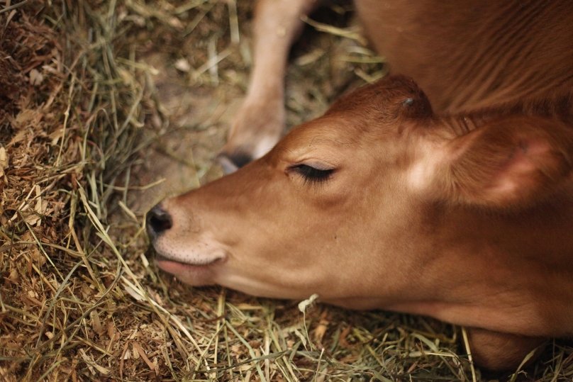 До Чого Сниться Корова Жінці: тлумачення сну та його значення